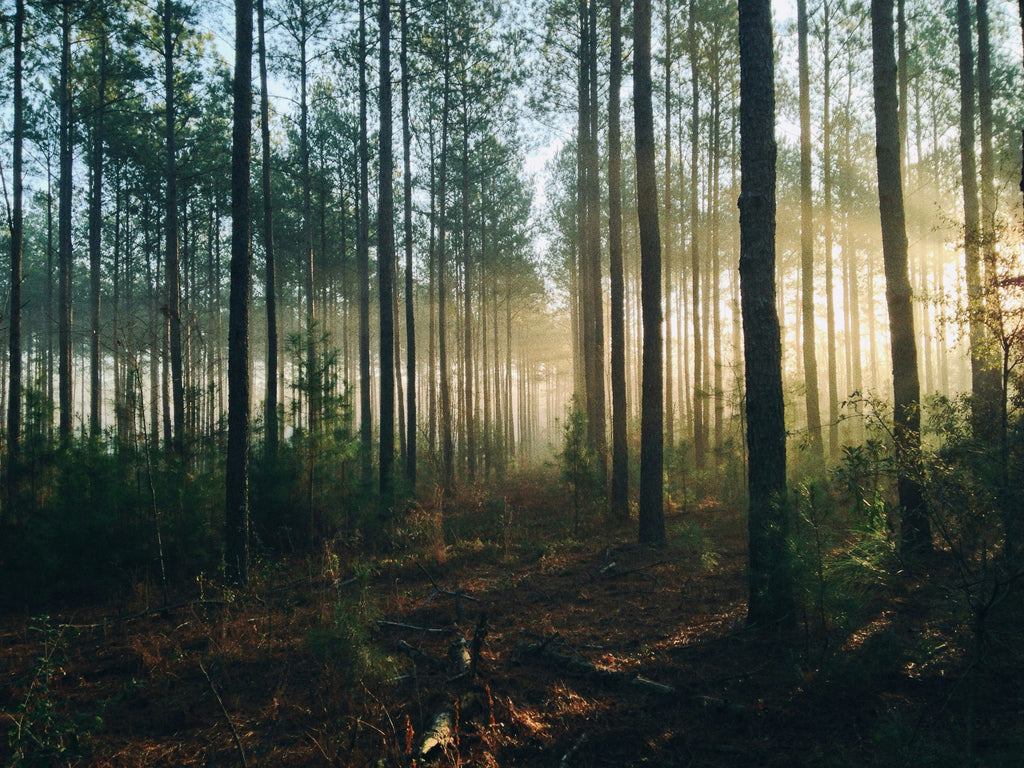 Listening to the Earth: Messages from Nature